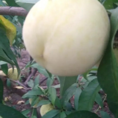 白如玉毛桃批发，陕西纸袋白如玉毛桃价格