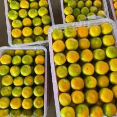 湖北柑橘 蜜橘 叶桔