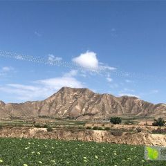 大量硒砂地西瓜静待各地客商采购