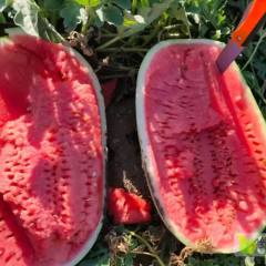 河南开封露天8424美都有籽、无籽西瓜畅销全国