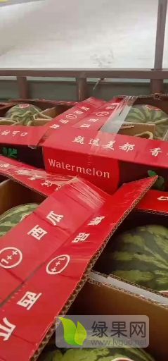甘肃美都大棚基地生产美都西瓜