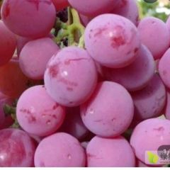 葡萄云南红提 代购代销各类应季瓜果。长期合作