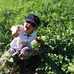 内蒙古翁牛特旗2500亩西瓜8月20日开园啦