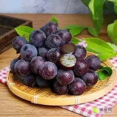 上海马陆巨峰葡萄
