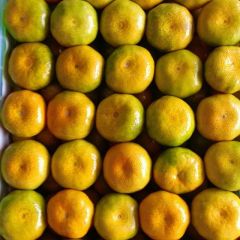 湖北特早蜜橘 味甜多汁无渣个大皮薄 地头一手货源