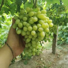 新疆会跳舞的葡萄