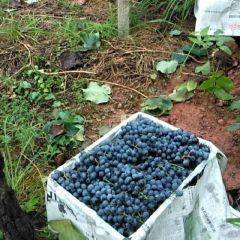 高山二号黑葡萄鲜吃酿酒为一体