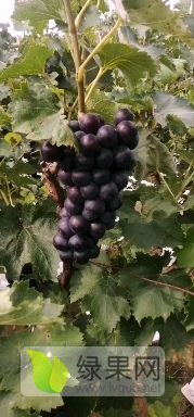 京亚葡萄大量上市！