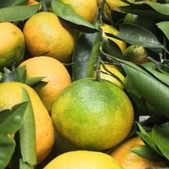 湖北三峡特早蜂蜜桔子基地直供无代办费