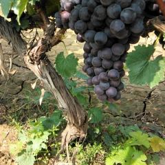 夏黑葡萄大量上市求客商