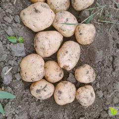 扶余市三岔河镇土豆现已开始大量供应