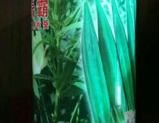 日本原装进口绿霸水果秋葵种子