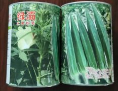 日本原装进口绿霸水果秋葵种子