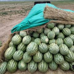 陕北定边，前旗西瓜，金华一号，金城五15289325786