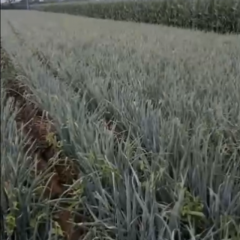 河南焦作温县 大葱大量上市产地直销 需要的联系