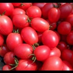 常年供应圣女果发货快，保证质量，新鲜