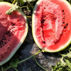 佳木斯西瓜大量上市，干瓤，甜度好