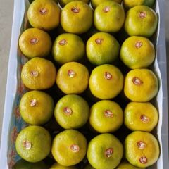 特早蜜桔 柑橘 产地大量上市中果面干净 个头均匀