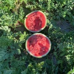 东北西瓜大量上市