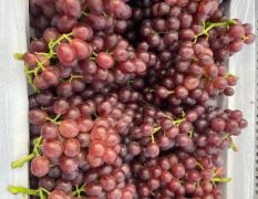 供应，代理大量种类精品葡萄
