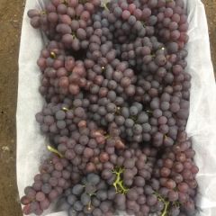 玫瑰香葡萄，串大口感很好，价格美丽，保质保量