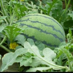 佳木斯富锦代办任艳涛13734523268