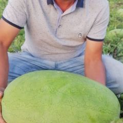 佳木斯富锦大西瓜