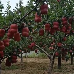 天水花牛，黄金帅，冰糖心红富士