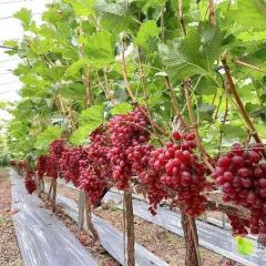 四川凉山西昌克伦生