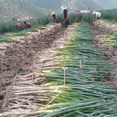 四川冕宁大葱常年供应