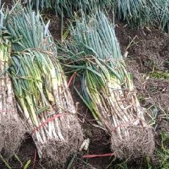 常年代发铁杆大葱，质优量大，诚信为本