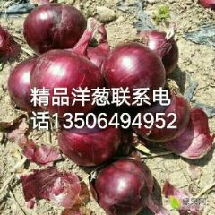 优质红皮洋葱价格便宜