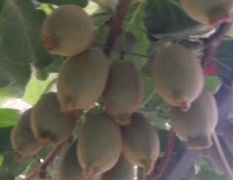 伏牛山麓猕猴桃成熟了！