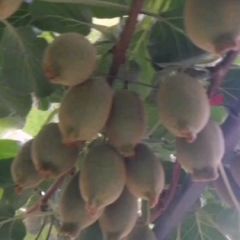 伏牛山麓猕猴桃成熟了！