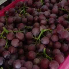 邢台市威县万亩巨峰葡萄