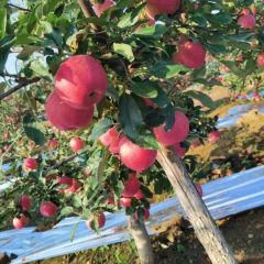 便宜，质量好，产量高，关系商客来买，一次合作终身朋友