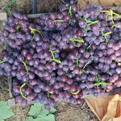 巨峰玫瑰香葡萄上市了
