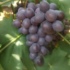 龙口市韩栾玫瑰葡萄15854592246