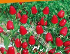 草莓椒1号锥形朝天椒观赏椒坛子椒泡椒辣椒种子