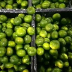 当阳特早蜜橘畅销全国各地