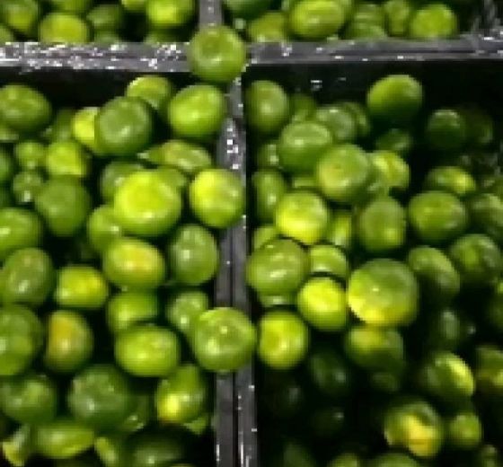 2021年湖北当阳温州密柑价格