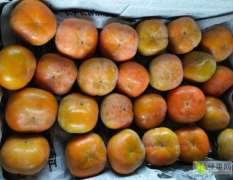 七月黄七月黄柿子开始上市啦，欢迎来电咨询。