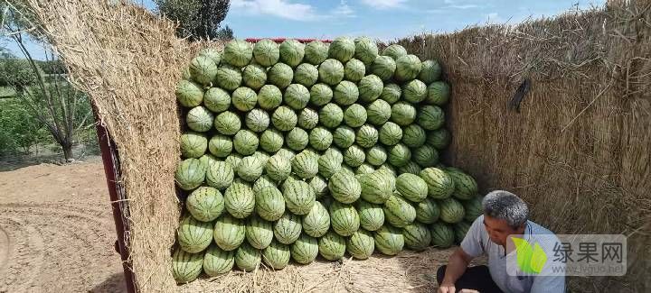 金城5号价格