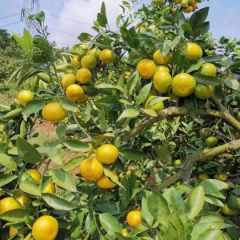 云南蜜橘大量上市