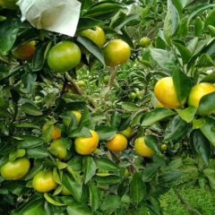 资兴市清江镇民恒果业专业合作社柑橘代收