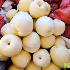 河北泊头纸袋水晶鸭梨大量上市中