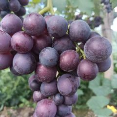 五马坊优质甜巨峰即将上市