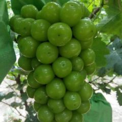 河北葡萄阳光玫瑰晴王、石家庄葡萄阳光玫瑰晴王、晋州葡萄阳