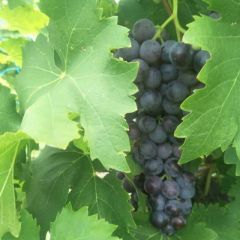 玫瑰香葡萄，口感好