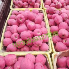 天水花牛套袋红大量现货上市